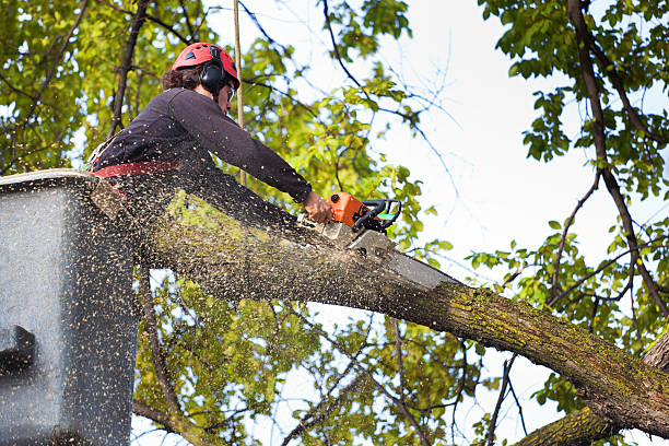 Best Stump Grinding Near Me  in Garden Ridge, TX